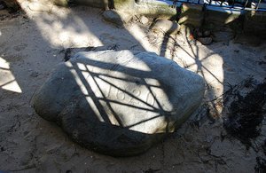 Plymouth rock