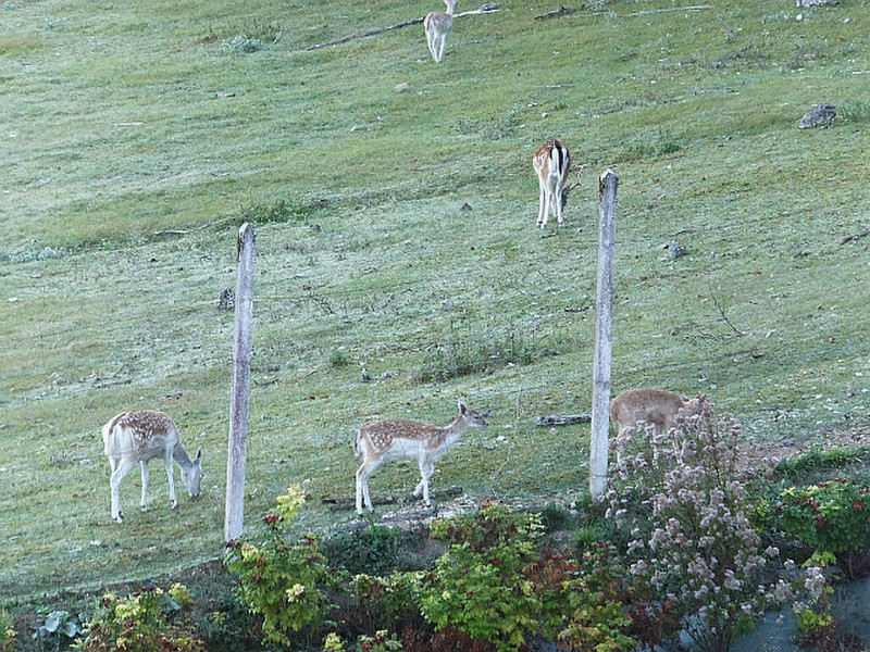 Deer in a field by our Chateau