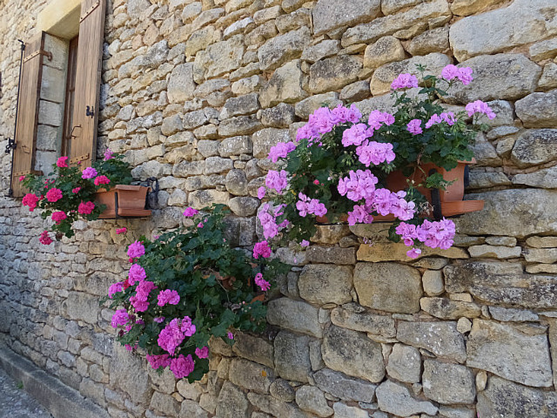 Flowers on wall of house