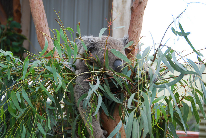 Koala Bear sleeping