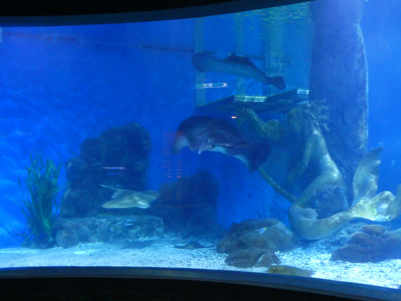 In the aquarium