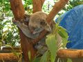 Koala napping in a tree.