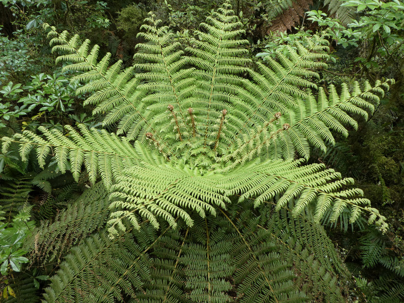 rain forest fern