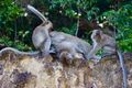 Monkeys, Pulau Redang