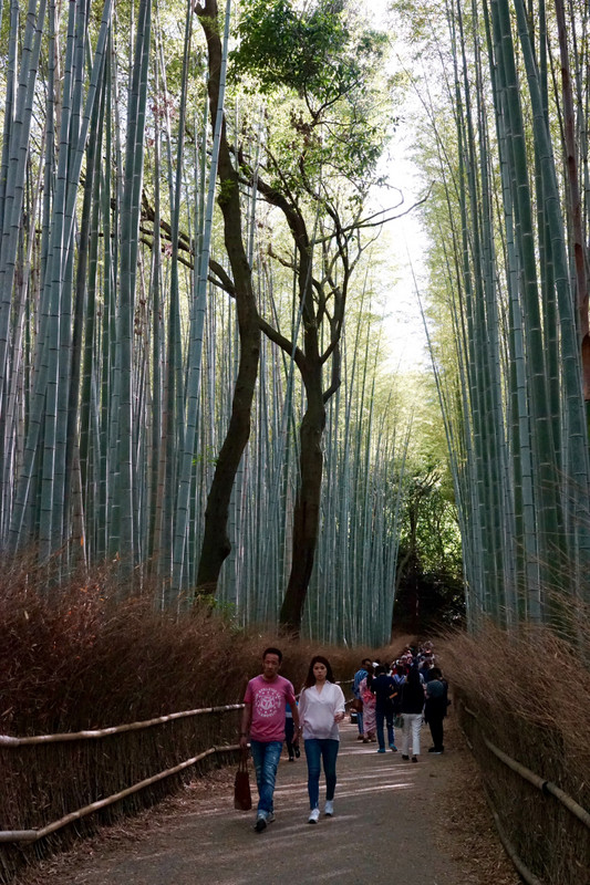 Bamboo grove, Arashiyama