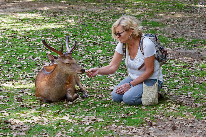Deer, Nara