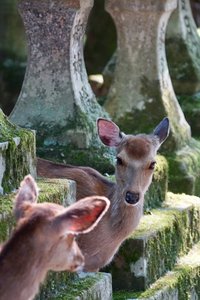 Deer, Nara