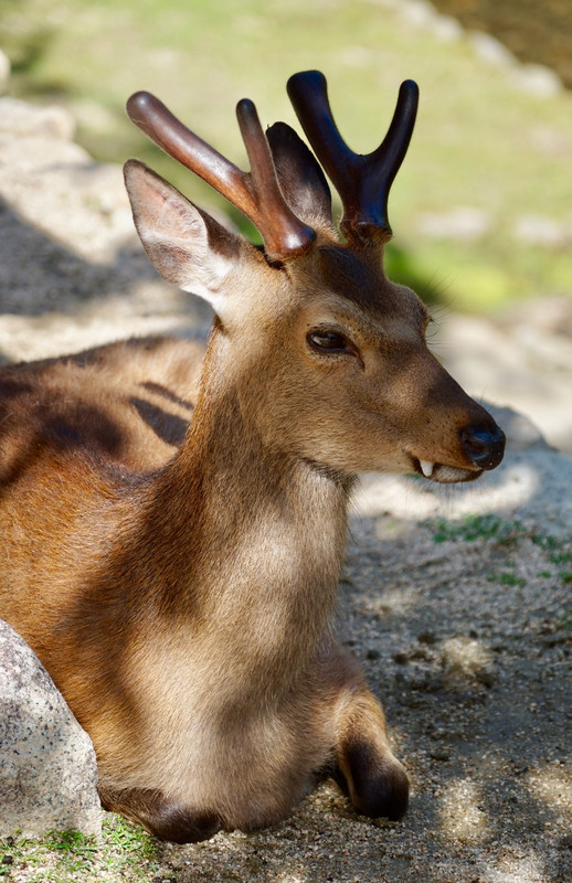 Deer, Miyajima Island
