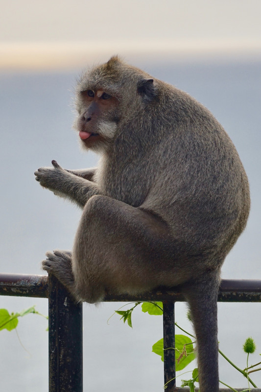 Monkey, Uluwatu Temple