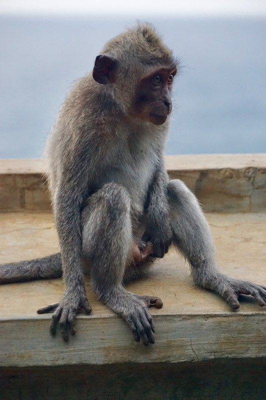 Monkey, Uluwatu Temple