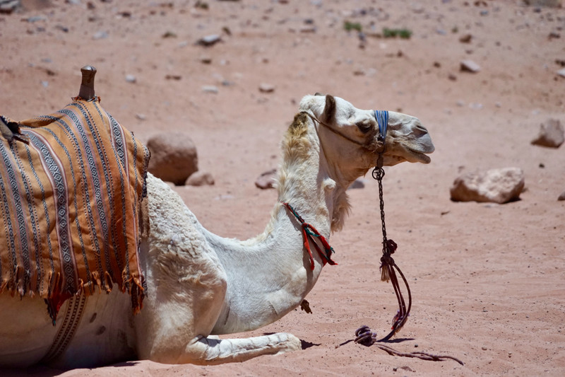 A true local, Wadi Rum