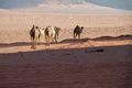 Wild camels, Desert Moon Camp, Wadi Rum