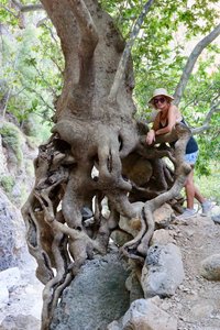 Precarious tree, Agia Irini Gorge