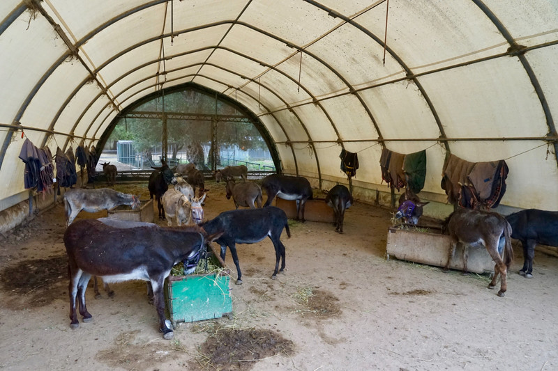 More residents, Corfu Donkey Rescue Centre