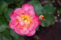 Rose garden, Lethbridge