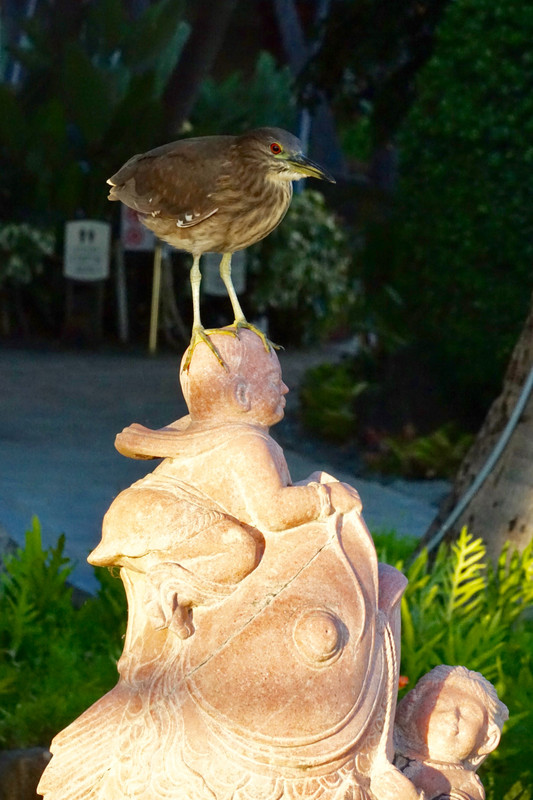 Waikiki Beach.  The bird was so still I started to think it was part of the statue.
