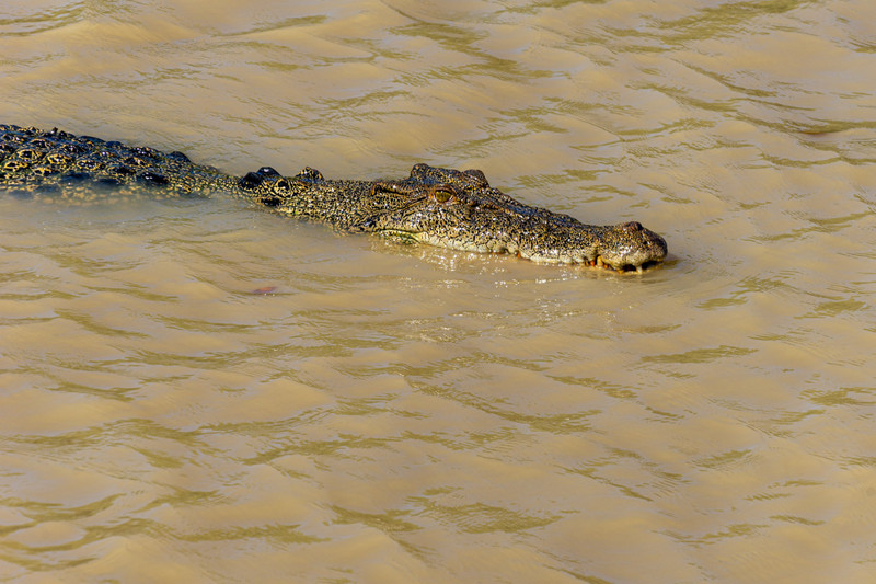 Prowling crocodile