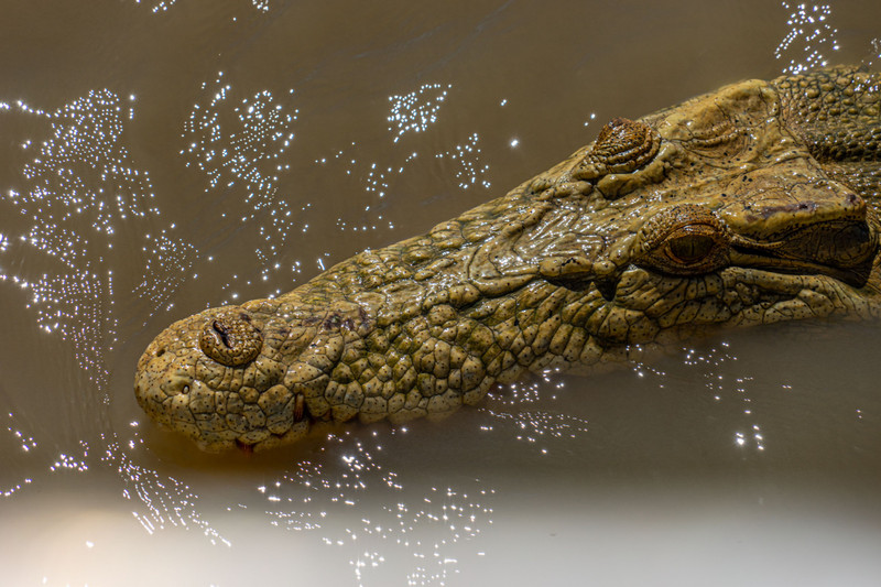 Prowling croc
