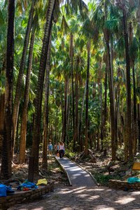 Tropical forest around the Mataranka Hot Springs