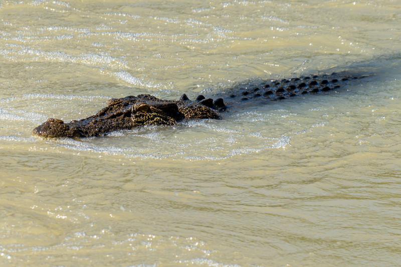 Croc at Cahills Crossing