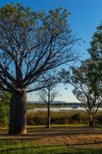 Lake Kununurra, boab tree on the left