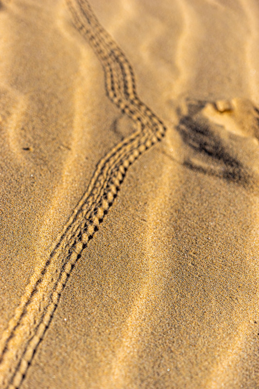 Hermit crab track, Eighty Mile Beach