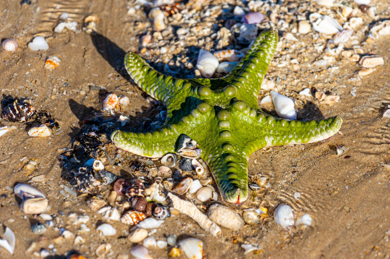 Starfish, Eighty Mile Beach