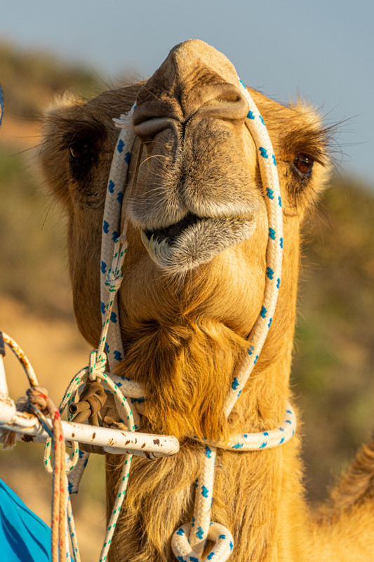 Camel, Cable Beach