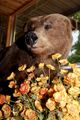 Bear sniffing the flowers
