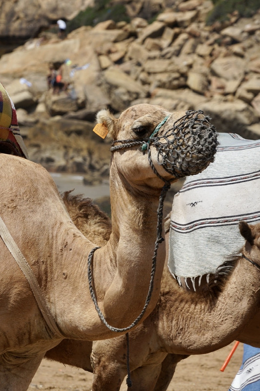 A camel ride to ease the boredom