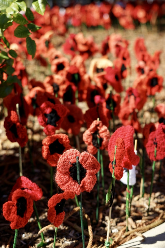 Memorial crocheted poppies, Renmark