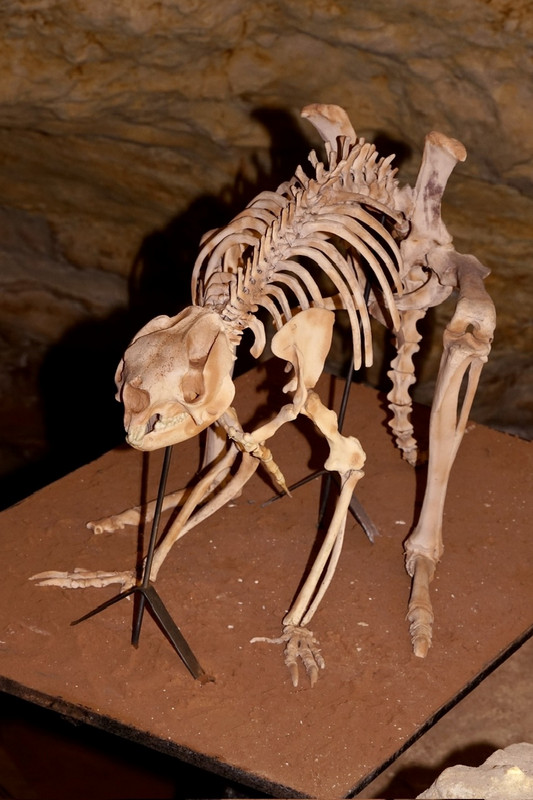 Prehistoric megafauna, Victoria Cave, Naracoorte