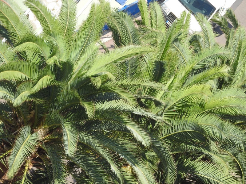 Palm trees on the promenade, Nice