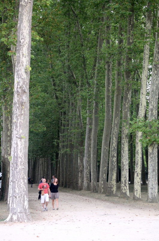 Trees, Versailles gardens
