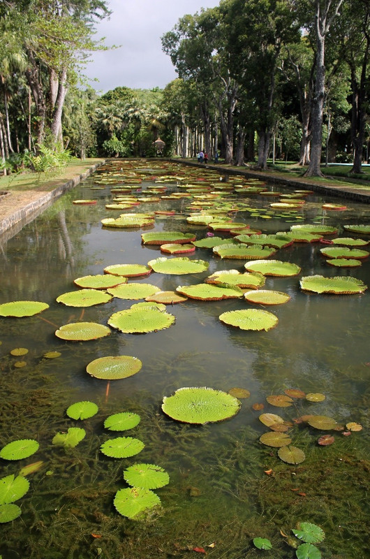 Lily Pond, SSR Gardens