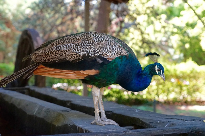 Peacock in Royal Palace Gardens, Madrid