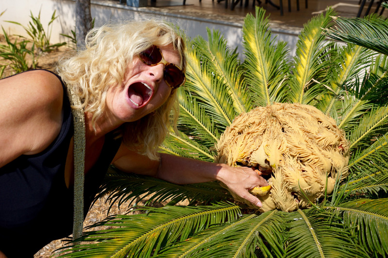 Issy being devoured by a carnivorous cycad