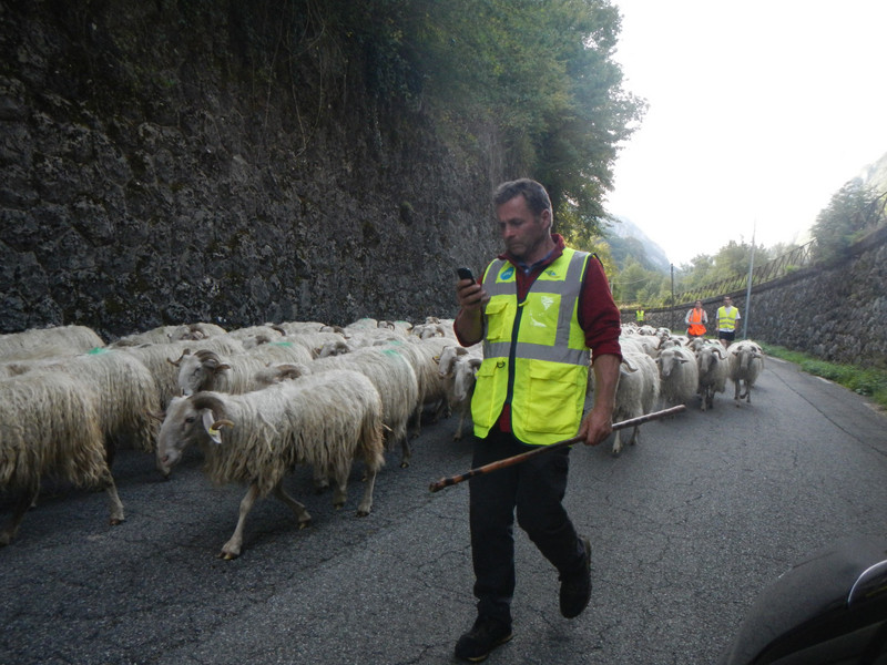 De nouveau arrêt pour laisser passer les moutons