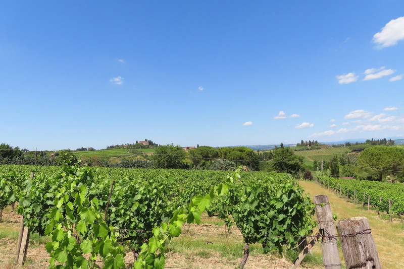 Guardastelle - Vinyards