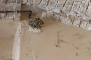 San Gimignano - Birds Nest