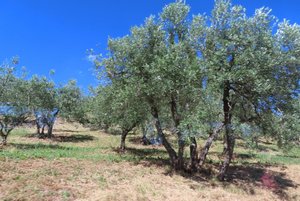 Guardastelle - Olive Trees
