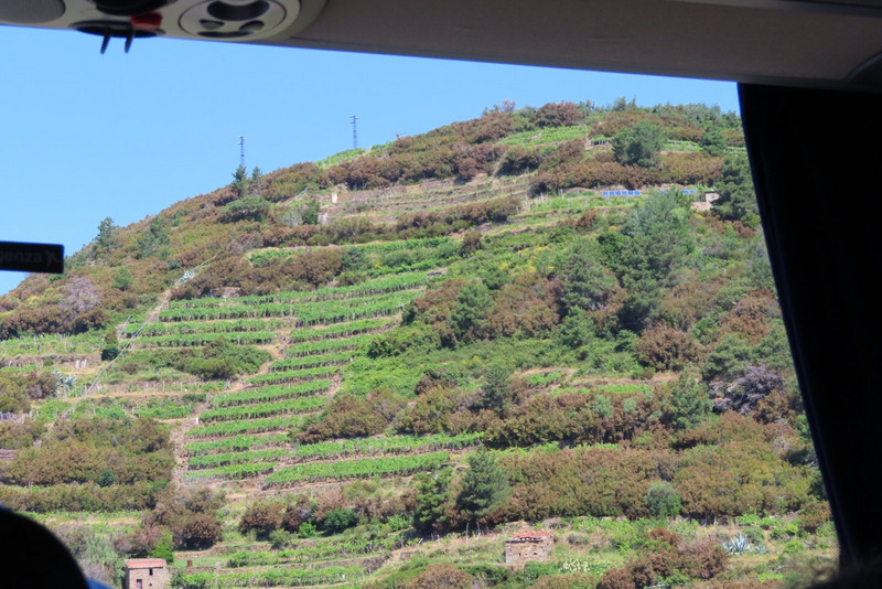 Riomaggiore- Terraced Hillsides