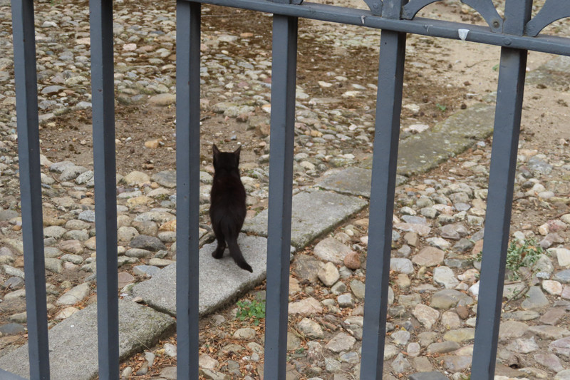 Segovia Cat