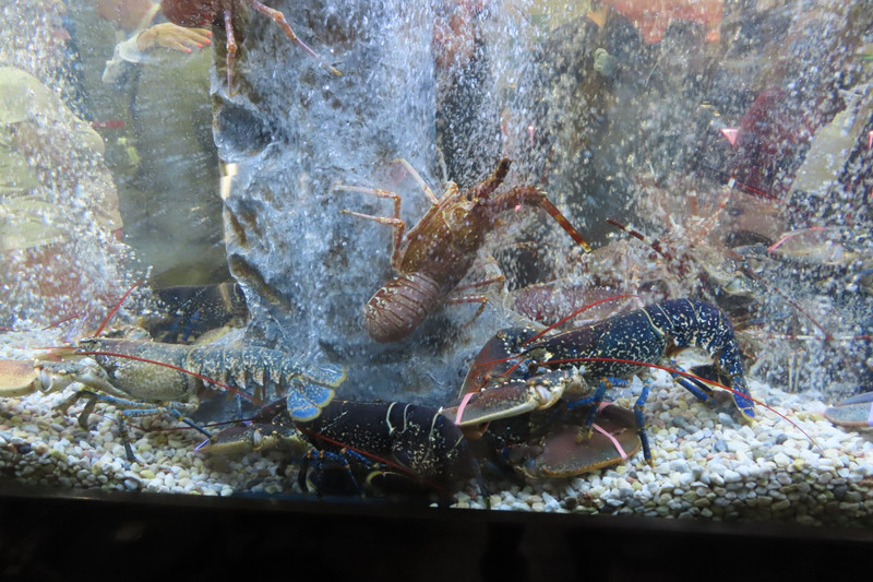 Restaurant Lobster Tank