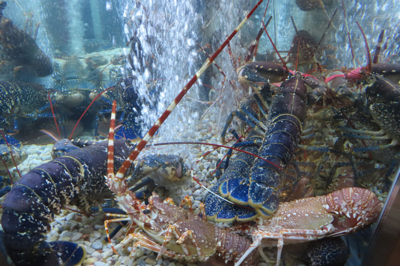 Restaurant Lobster Tank