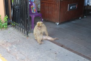 Monkey Just Hanging Out