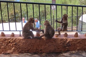Three Monkeys Playing