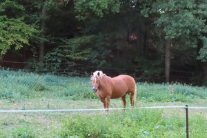Freudenberg - Horse In the Field
