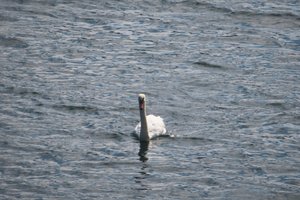 Swans in the Little Danube