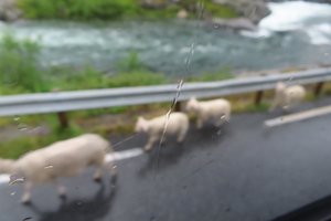 Back To Geiranger - Sheep